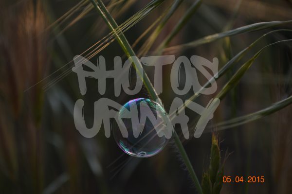 Bubble In The Greenery