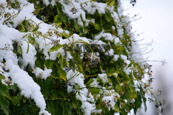 Large Bush With Snow