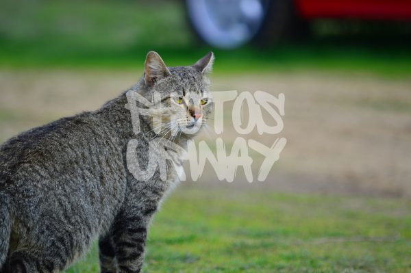 European Wildcat Looking SideAway