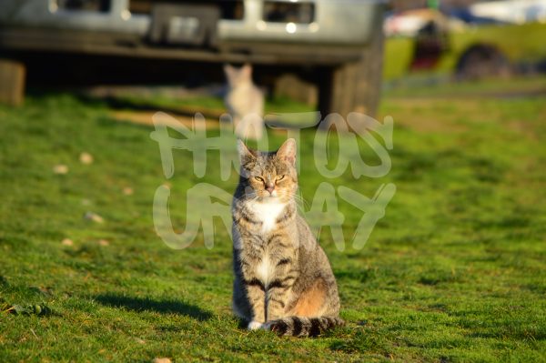 Cat Looking At The Camera