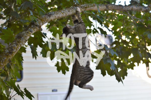 Cat Hanging On The Tree