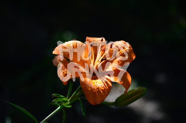 Orange Daylily with Dew In Dark Background