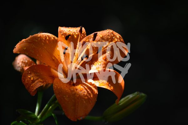 Orange Daylily With Dew Closeup