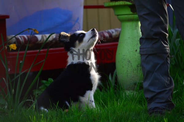 Puppy In Awe