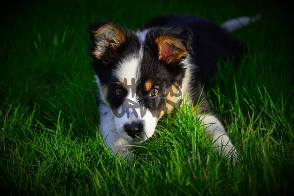 Puppy Sitting On The Grass