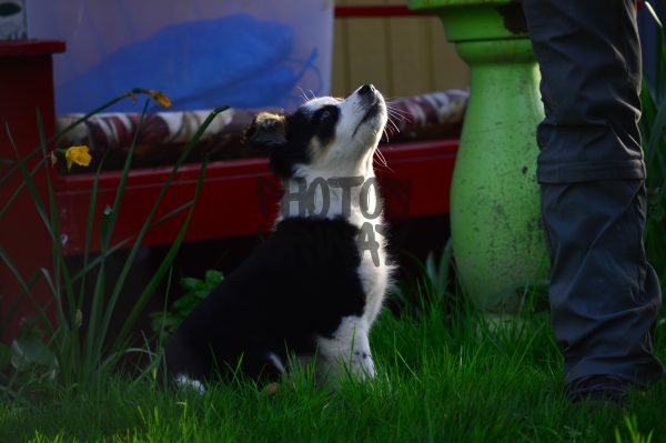 Puppy Looking Up