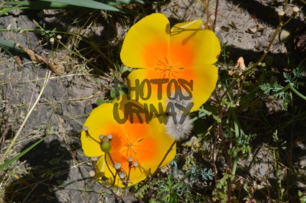 California Poppy Blooming closeup