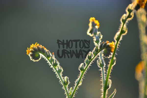 Fiddleneck