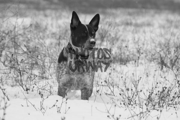 Healer In The Snow