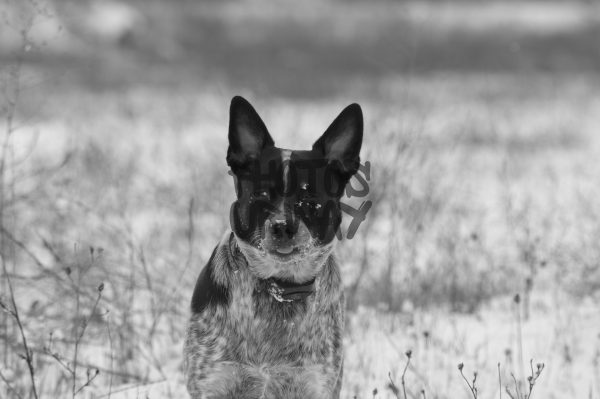 Healer in black & white