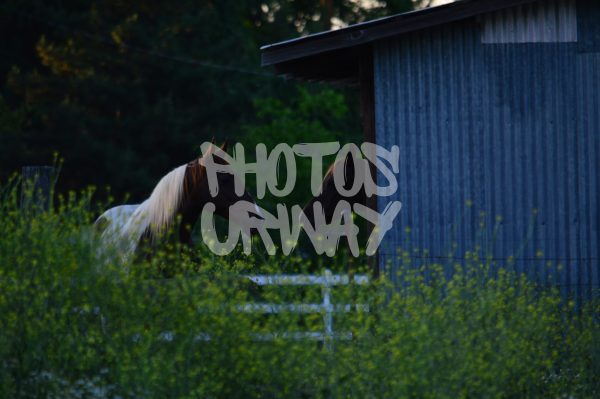 Horses In The Green Field