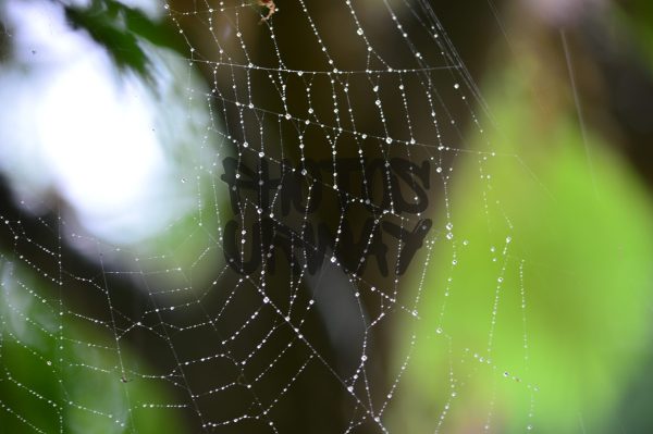 Web Closeup