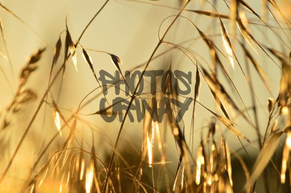 Wheat field at golden hour