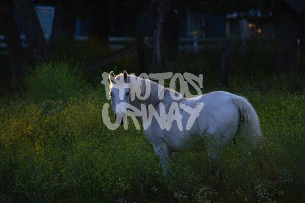 White Horse Landscape