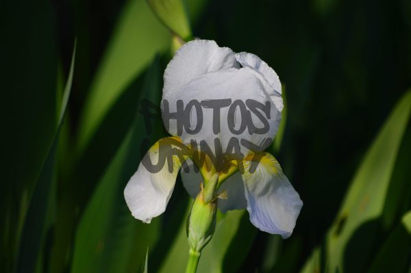 White Iris Petals