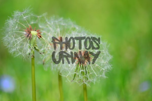 Dandelion