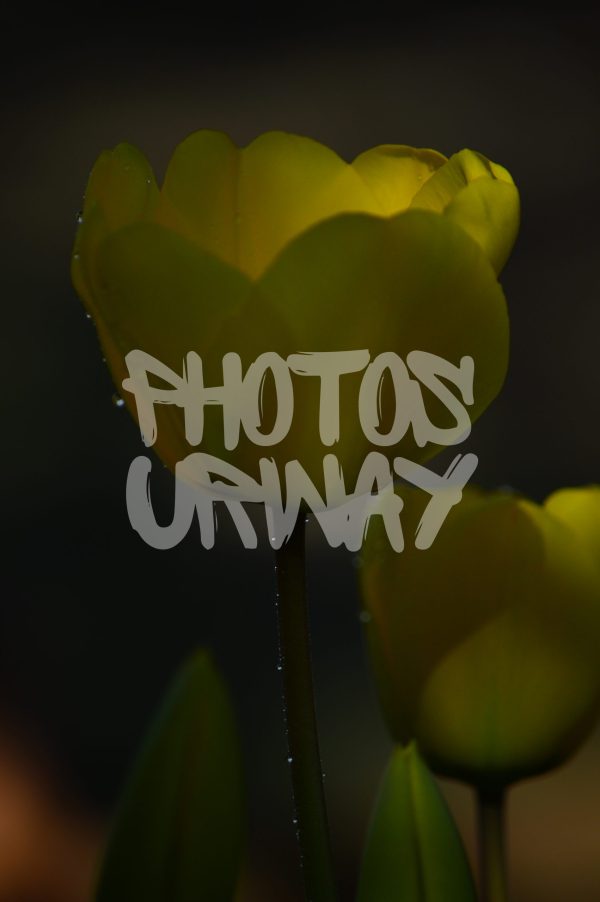 Silhouetted Yellow Tulip In Dark