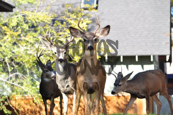 Deer Gathering