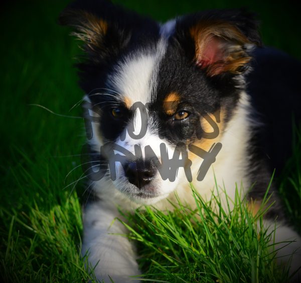 Puppy Closeup Shot