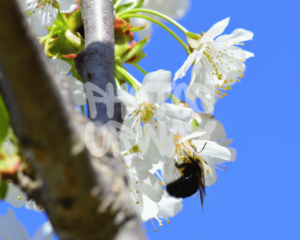 Bee in Cherry Tree