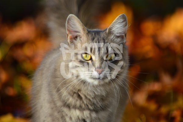 Cat portrait in Autumn