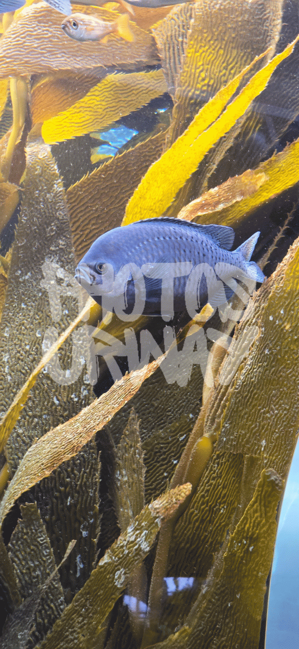 Chromis Punctipinnis