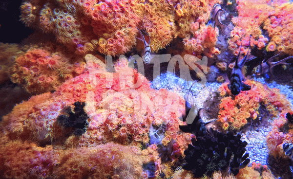 Colorful Coral Underwater