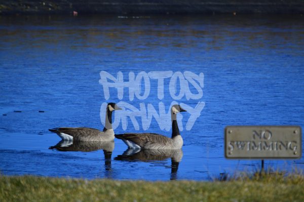 Ducks swimming