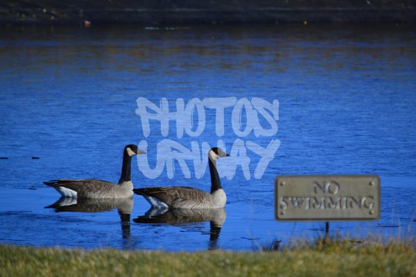 Ducks with no swimming sign