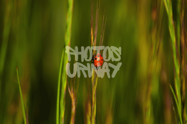 Ladybug Shot