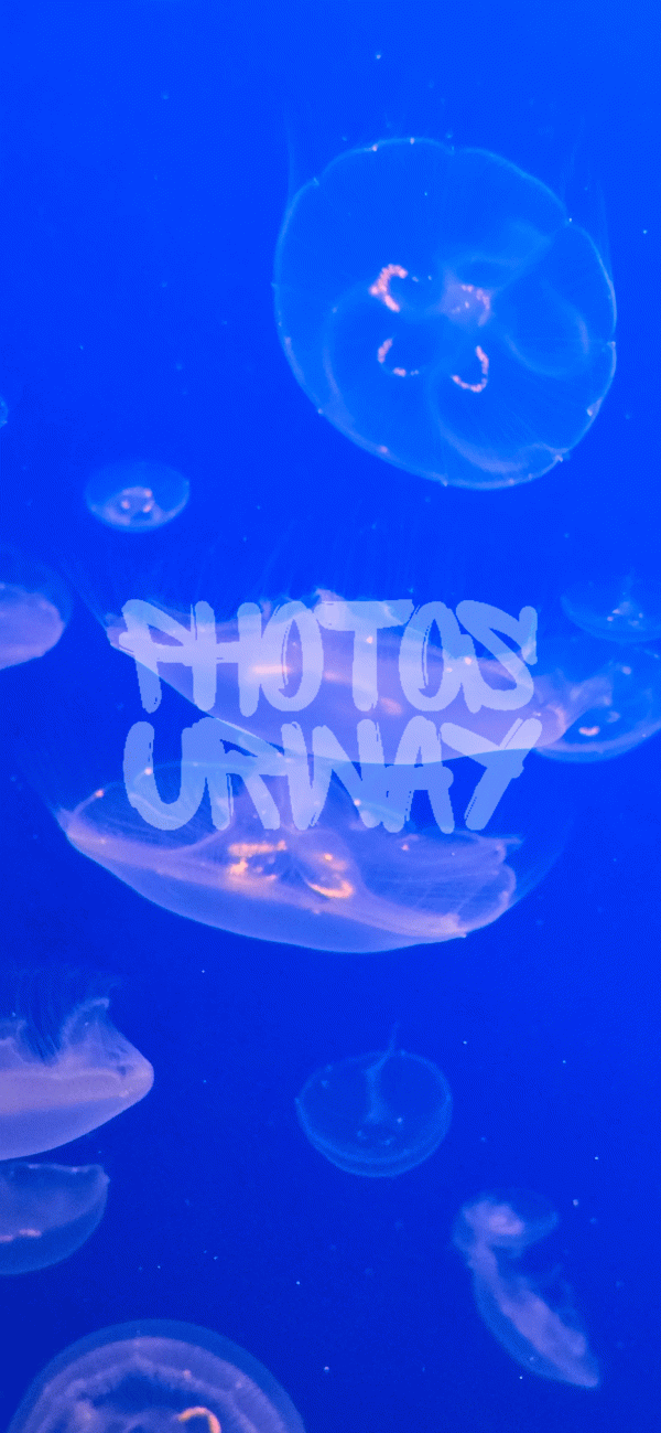 Moon Jellyfish Underwater