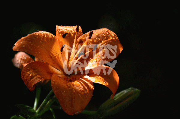 Orange Lily Closeup