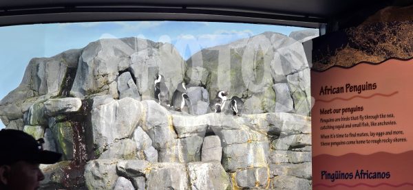 Penguin Huddle