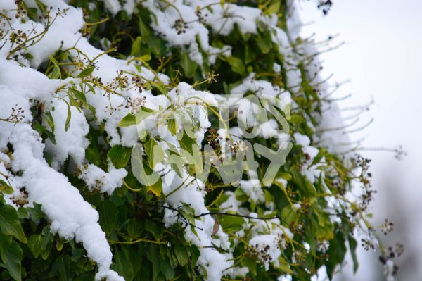 Snowy Bush