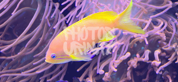 Squarespot Anthias