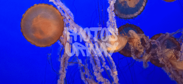 Stinging Jellyfish