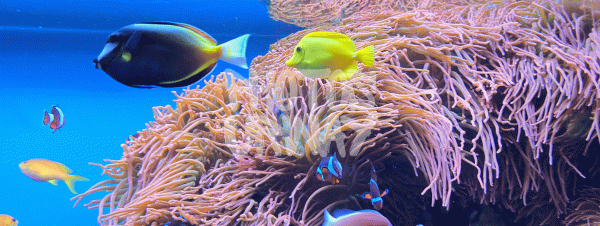 Underwater Tropical Fishes