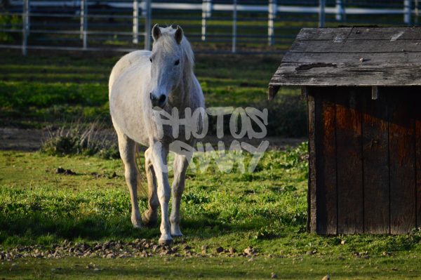 White Horse