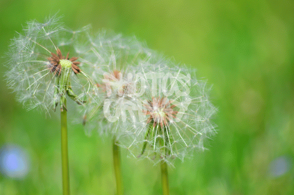 Wish Flowers