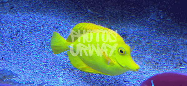 Yellow Fish