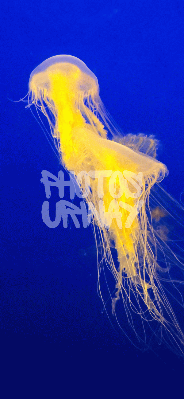 Yellow Jellyfish