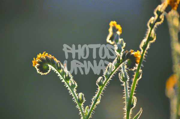 Yellow Weeds Closeup Shot