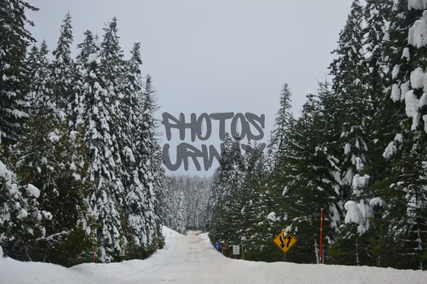 Trees In Snow