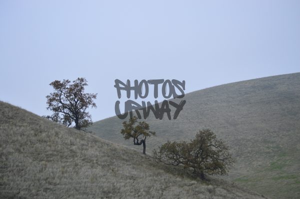 Oak On The Hillside