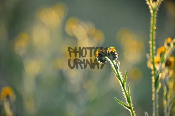 Fiddleneck Blooming