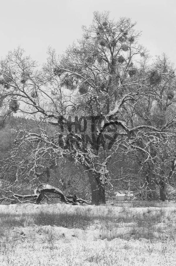 Tree Covered In Snow