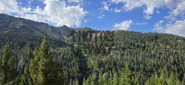 Pine Tree In Mountain