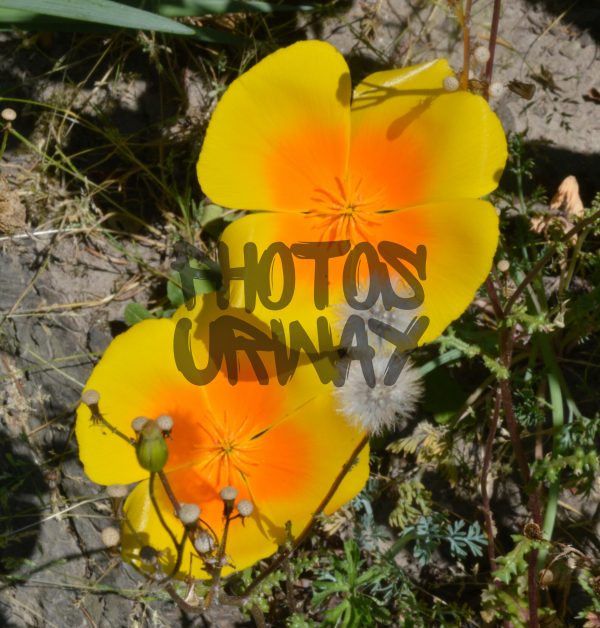 California Poppy Blooming