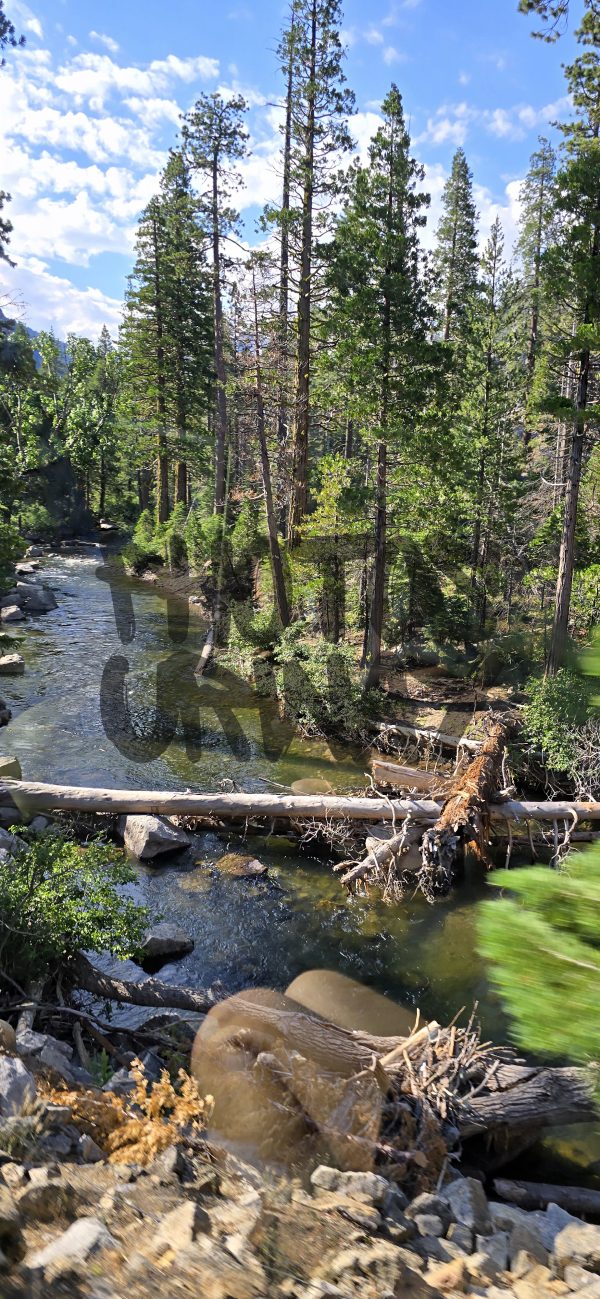 Green Trees Near The River