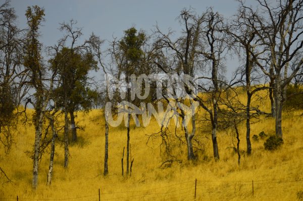 California Trees